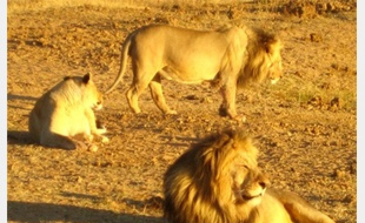 Emirates SkyCargo won't transport hunting trophies of elephants, rhinoceroses, lions or tigers. Emirates SkyCargo won't transport hunting trophies of elephants, rhinoceroses, lions or tigers.